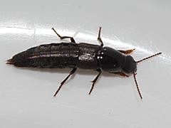 Rove Beetle